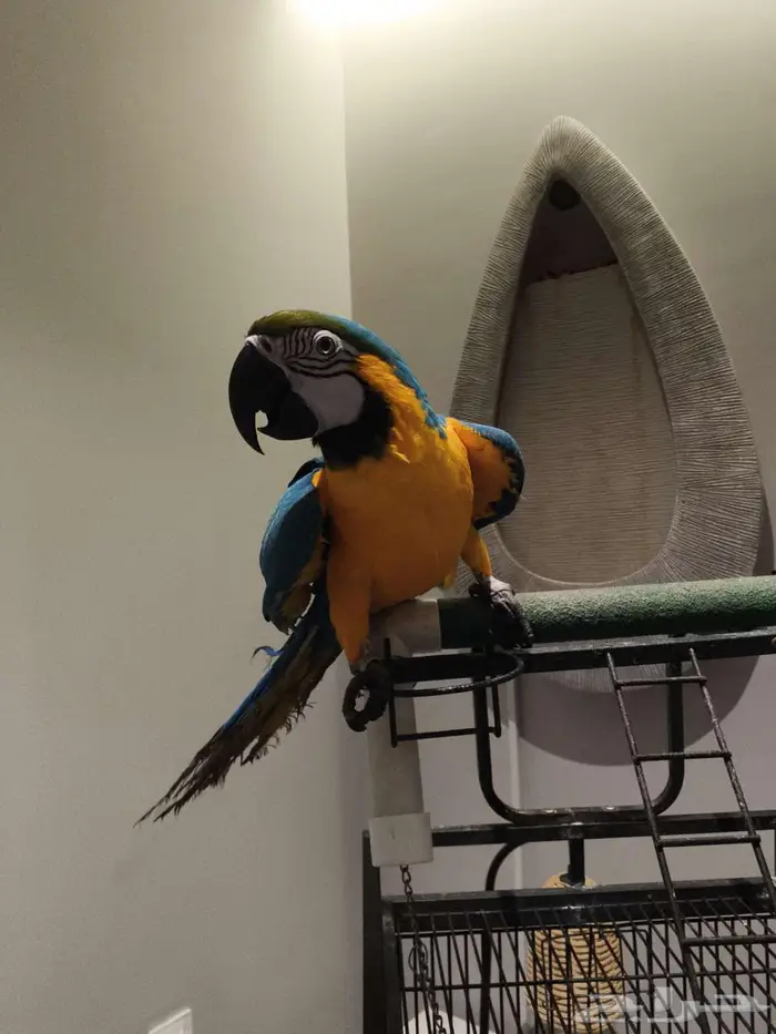 مكاو بلو اند قولد 4