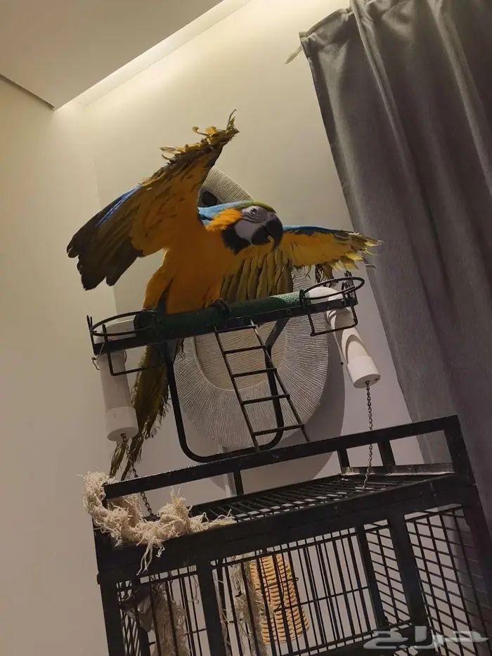 مكاو بلو اند قولد 5