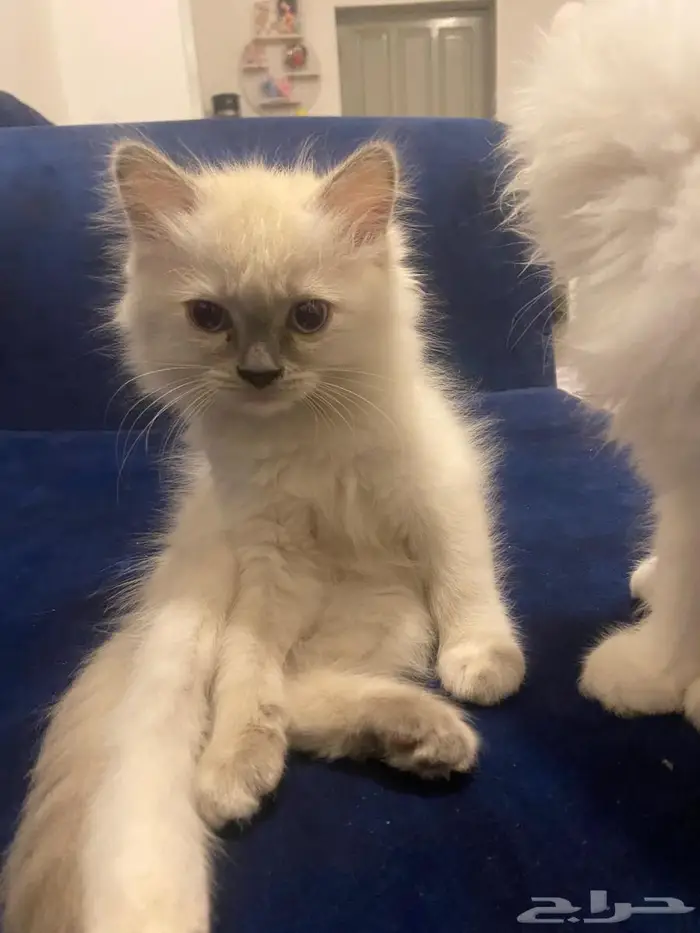 بستي تم تبنيها من محل الي عنده يقول 2