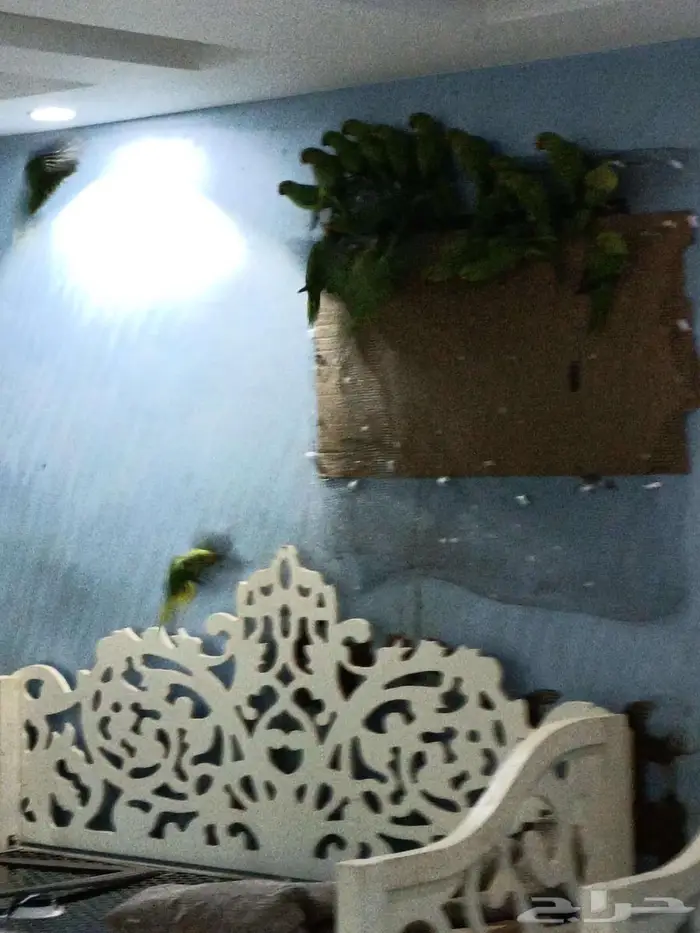 دره هندي العدد30 0