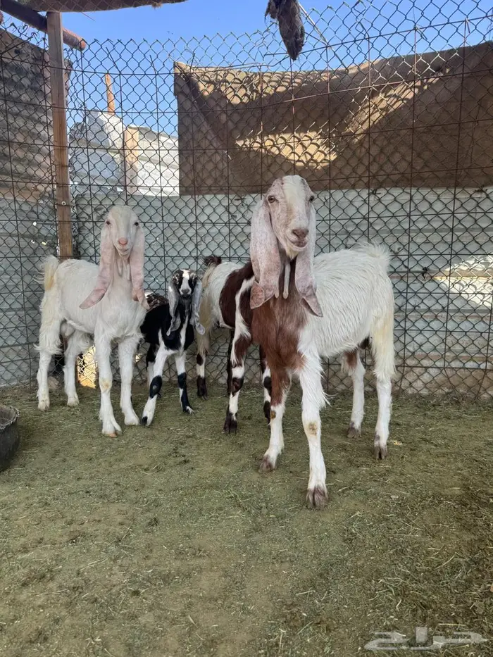 تيوس وإ جفاره 1