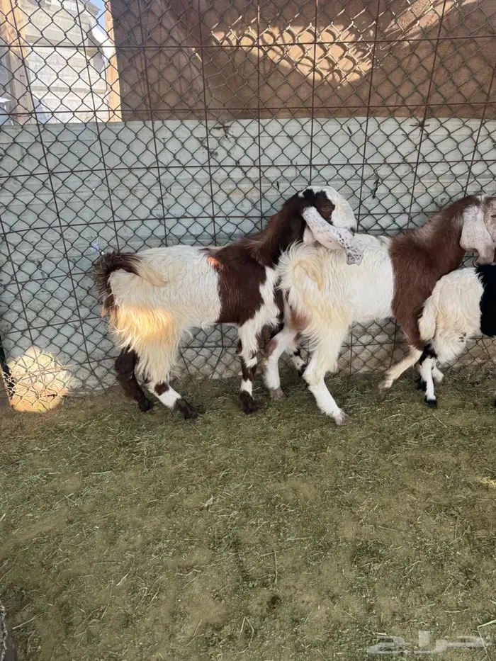 تيوس وإ جفاره 0