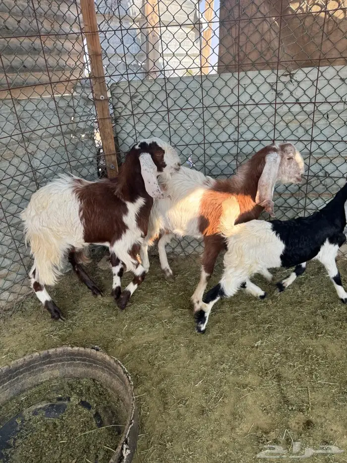 تيوس وإ جفاره 3