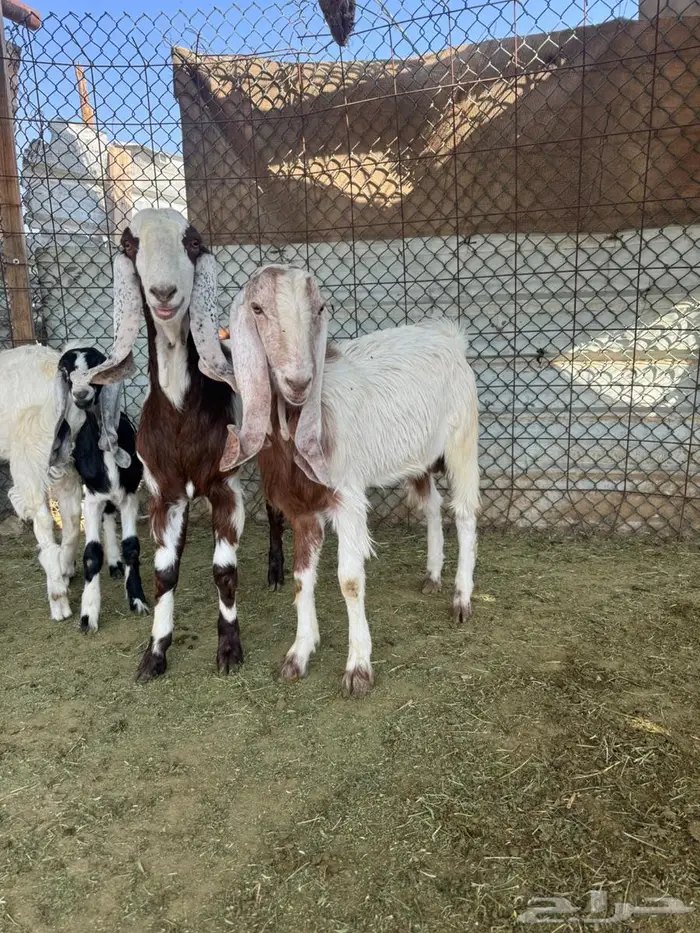 تيوس وإ جفاره 5