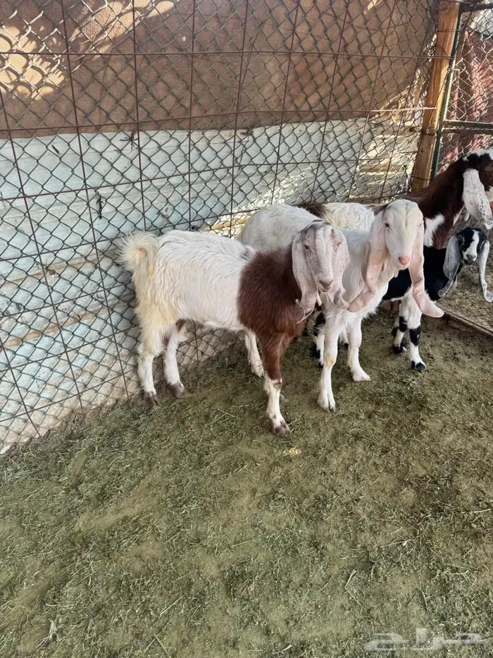 تيوس وإ جفاره 7