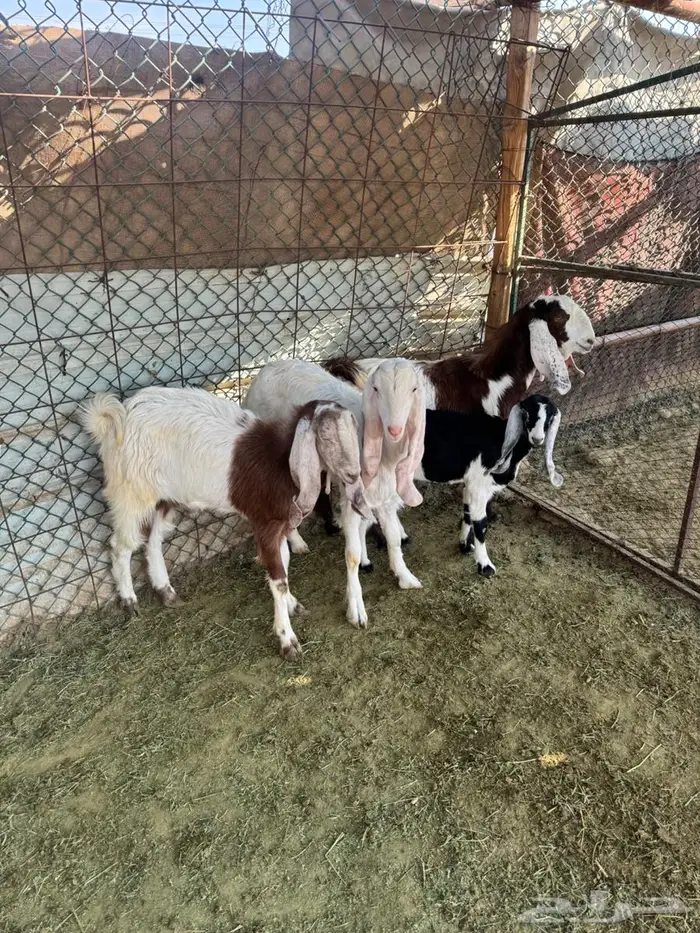 تيوس وإ جفاره 8