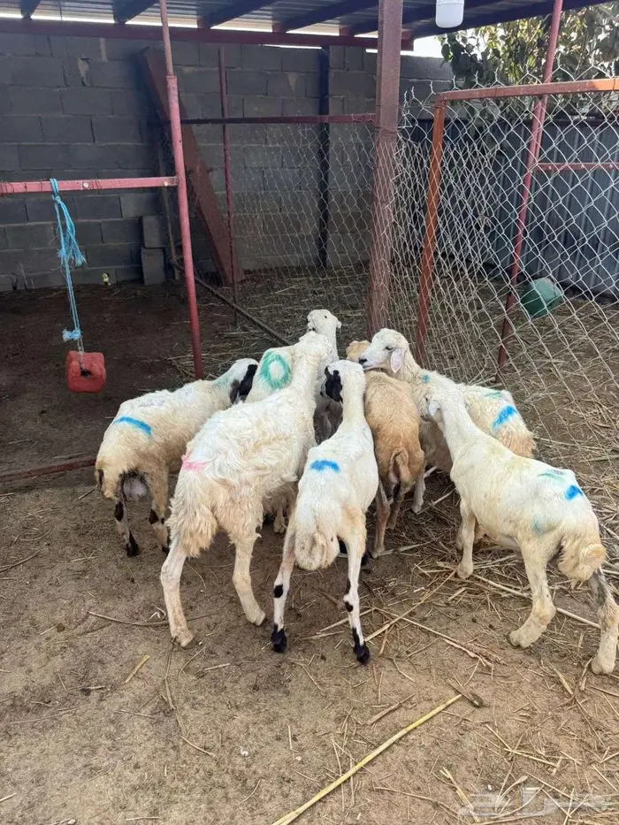 خرفان بلدي تربية 2