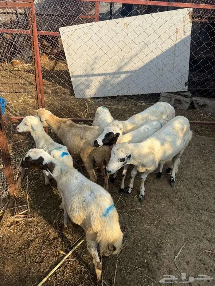 خرفان بلدي تربية 3