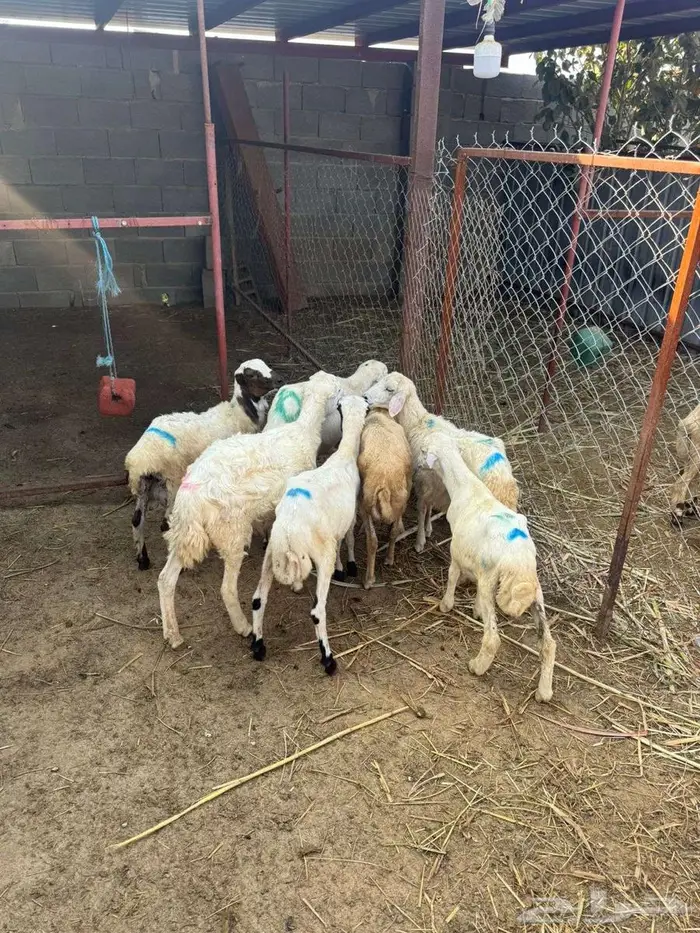 خرفان بلدي تربية 0