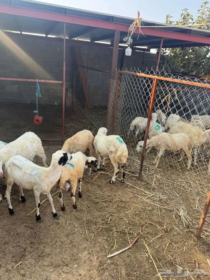 خرفان بلدي تربية 1