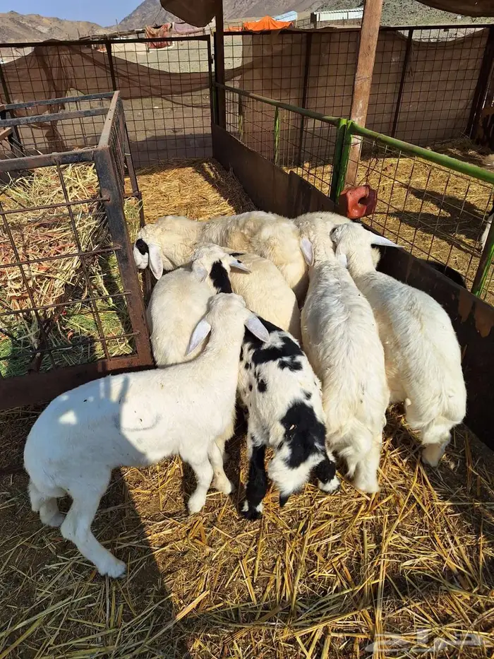 بهم حري طليان ورخال 15 1