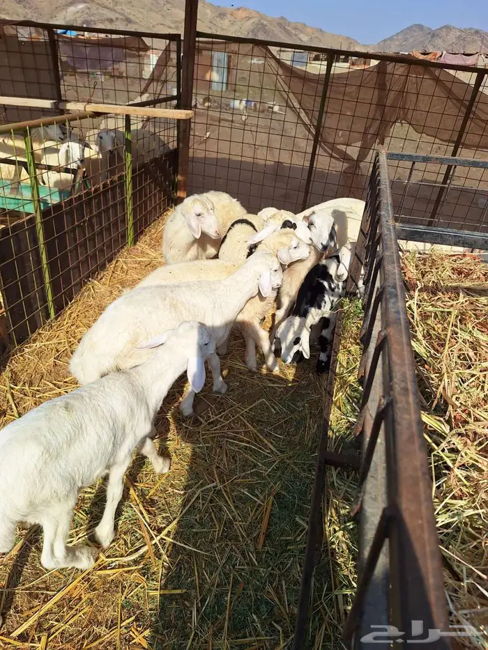 بهم حري طليان ورخال 15 5