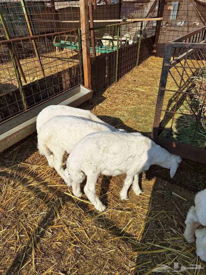 بهم حري طليان ورخال 15 2