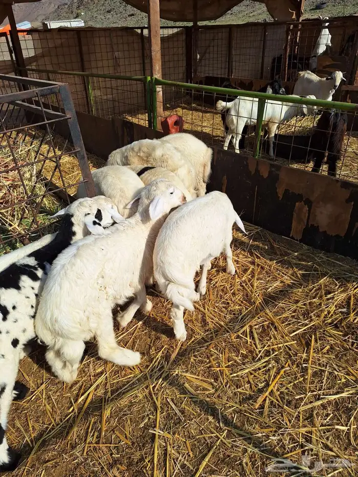 بهم حري طليان ورخال 15 6