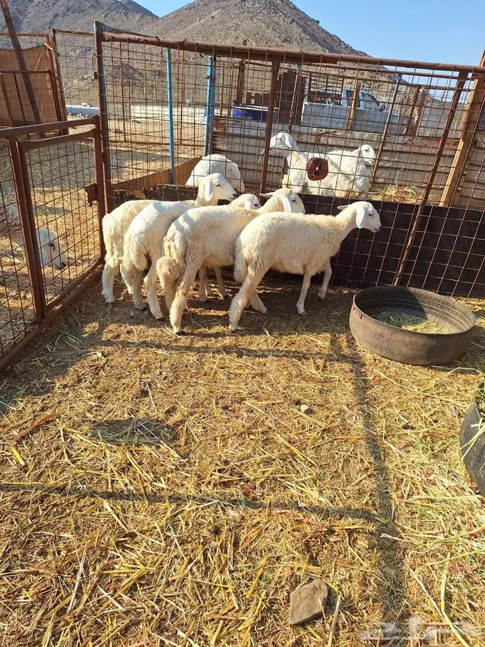 بهم حري طليان ورخال 15 0