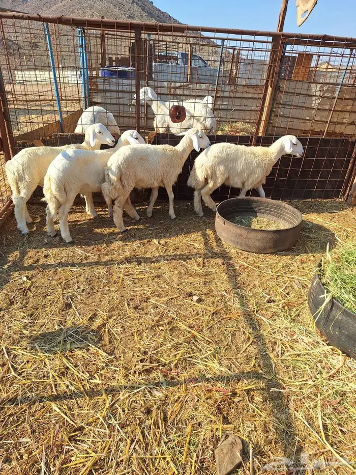 بهم حري طليان ورخال 15 3