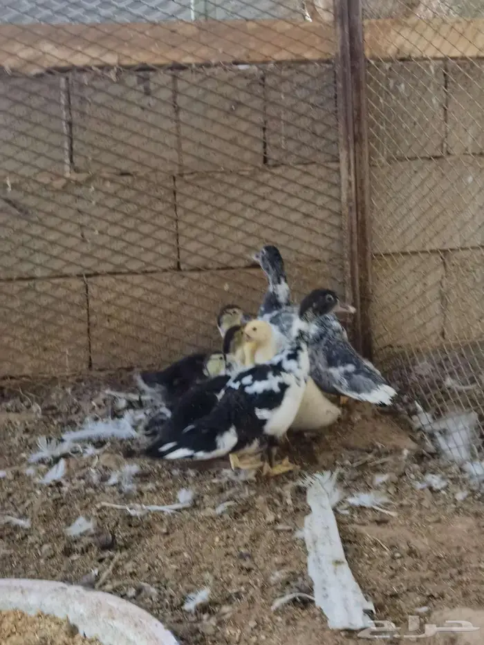 صيصان بط مسكوفي 5