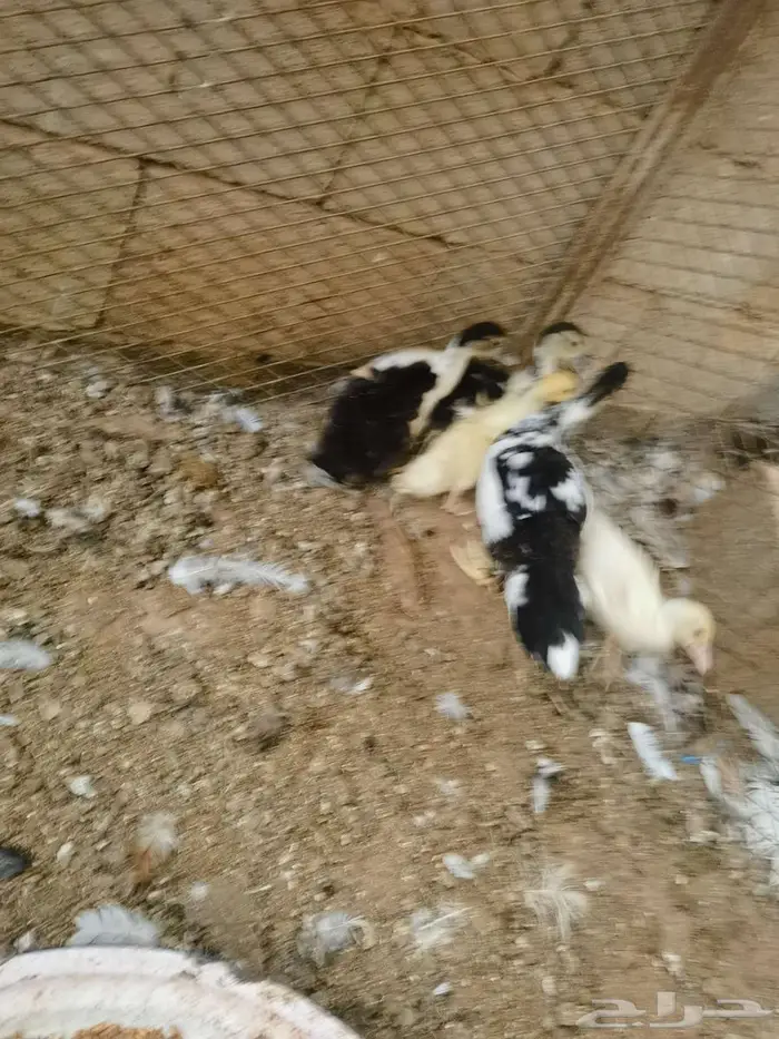 صيصان بط مسكوفي 0