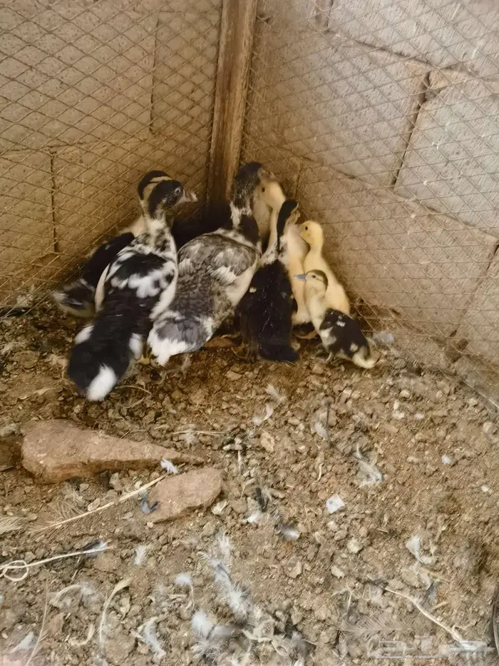 صيصان بط مسكوفي 4