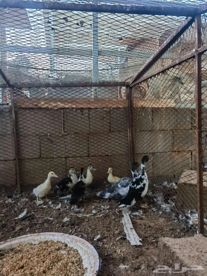 صيصان بط مسكوفي 2