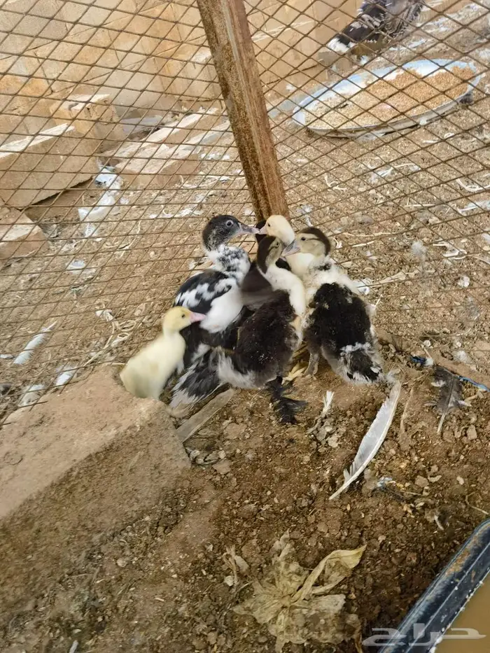 صيصان بط مسكوفي 3