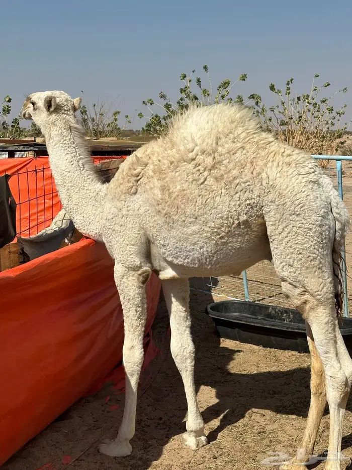 قعود للبيع 2