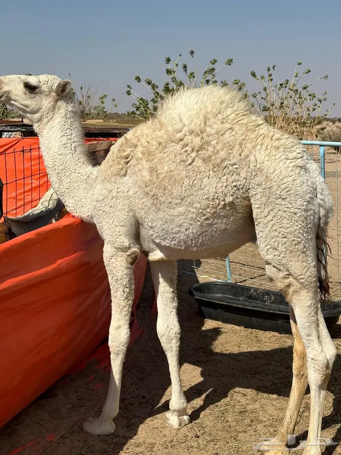 قعود للبيع 0