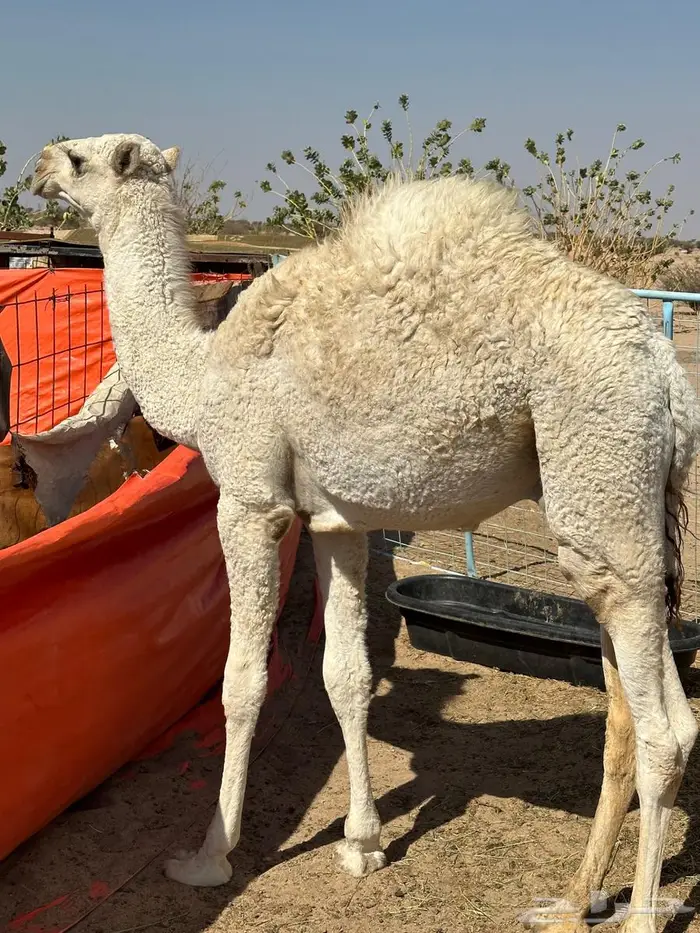 قعود للبيع 1