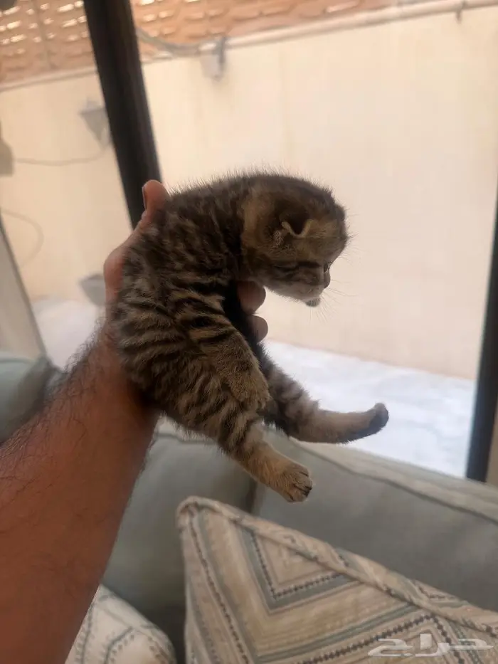 سكوتش فولد تايقر 2