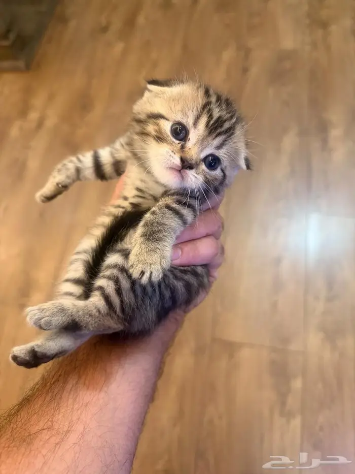 سكوتش فولد تايقر 3