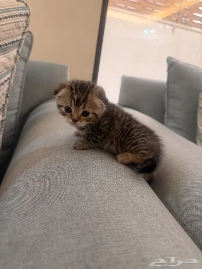 سكوتش فولد تايقر 4