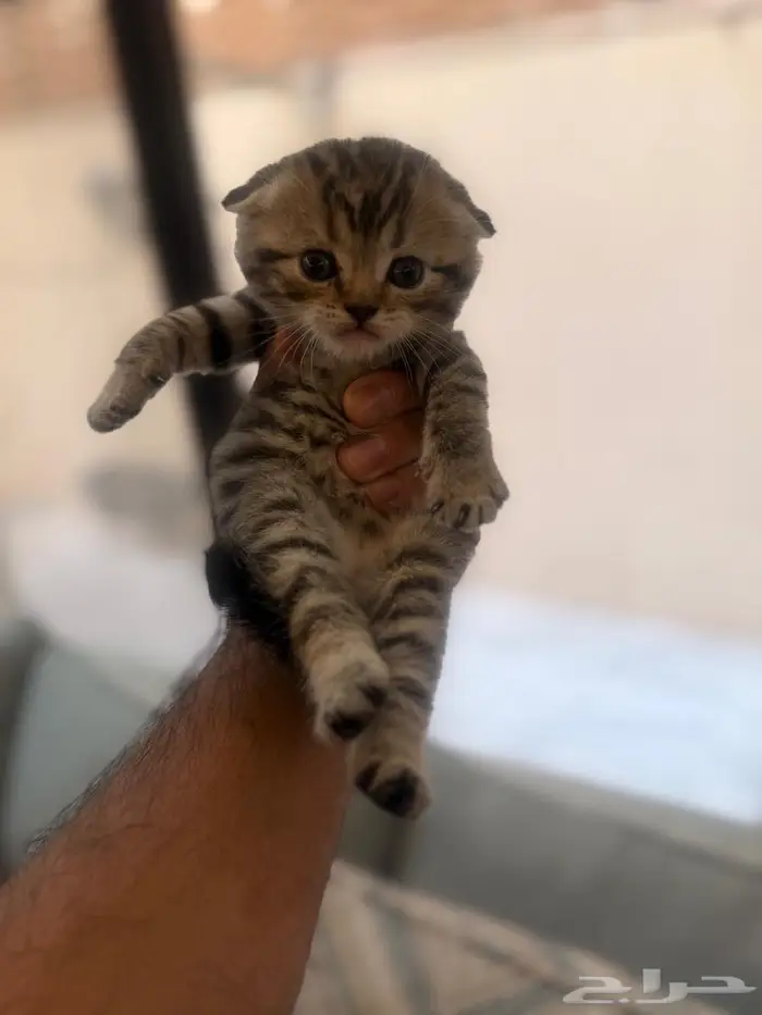 سكوتش فولد تايقر 1