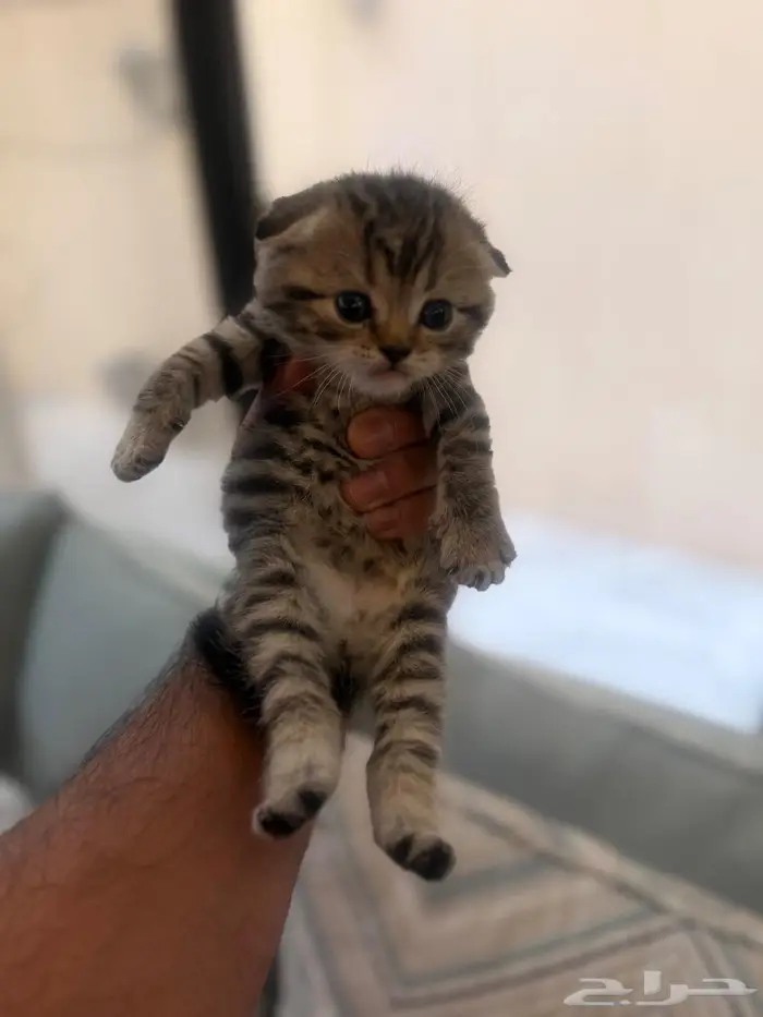 سكوتش فولد تايقر 0