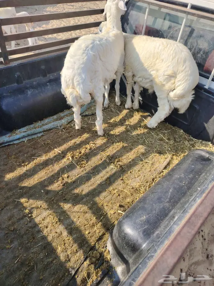 خروف ررخل فل 0