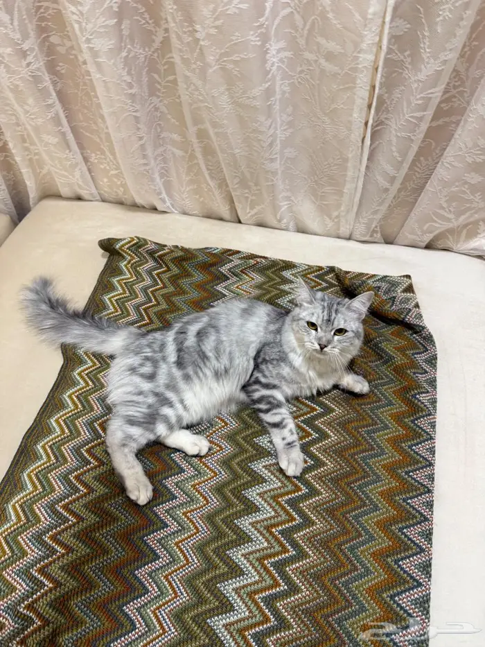 قطه لتبني في الاحساء 0