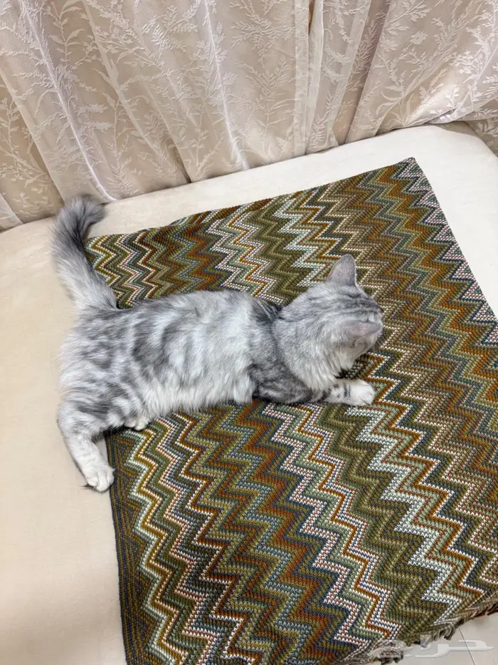 قطه لتبني في الاحساء 1