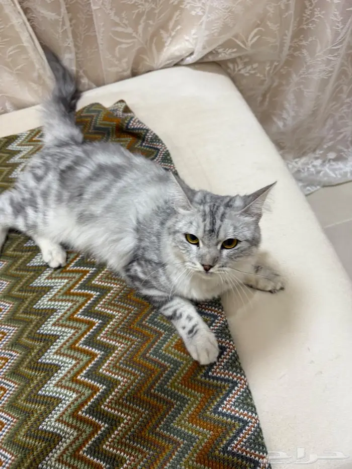 قطه لتبني في الاحساء 2