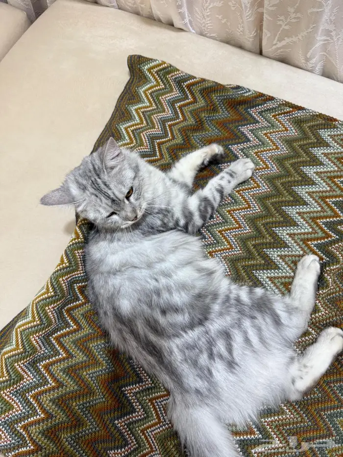 قطه لتبني في الاحساء 3