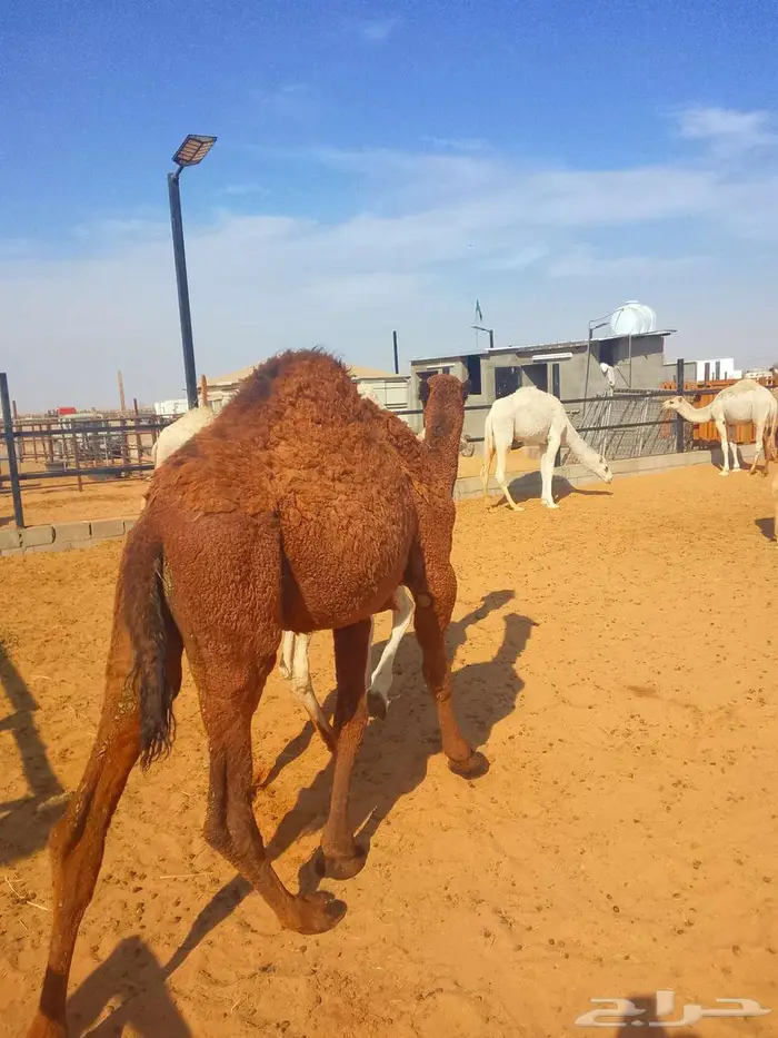 قعدان لبنيات مسحوبه من امهاتها 1