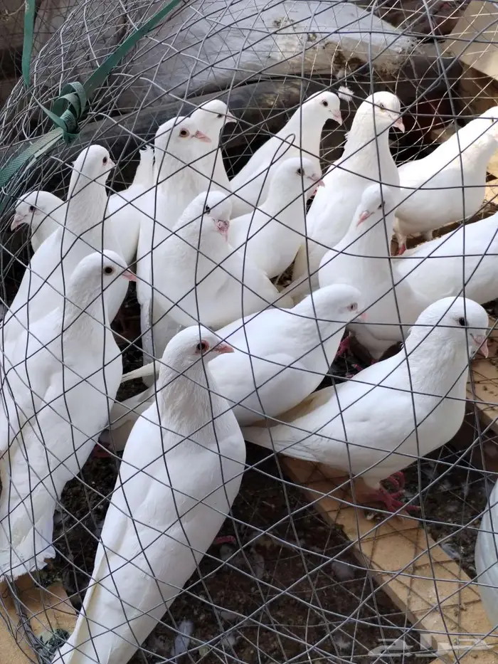 حمام فرنسي لاحم ابيض وسلفر جامبو 0