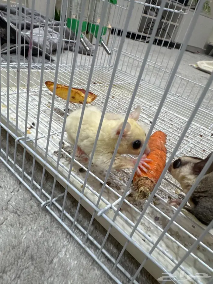 العتيبية شارع الجزائر 0