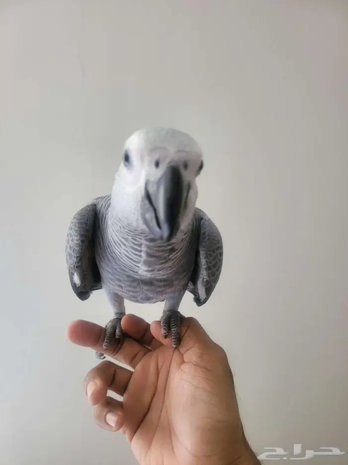 ببغاء كاسكو 0