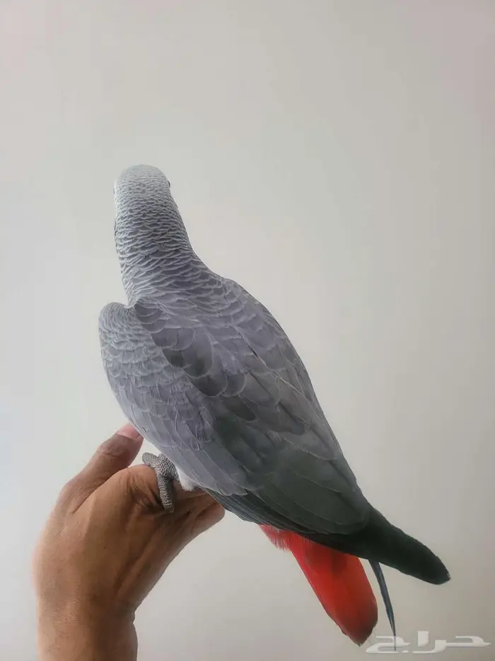 ببغاء كاسكو 5