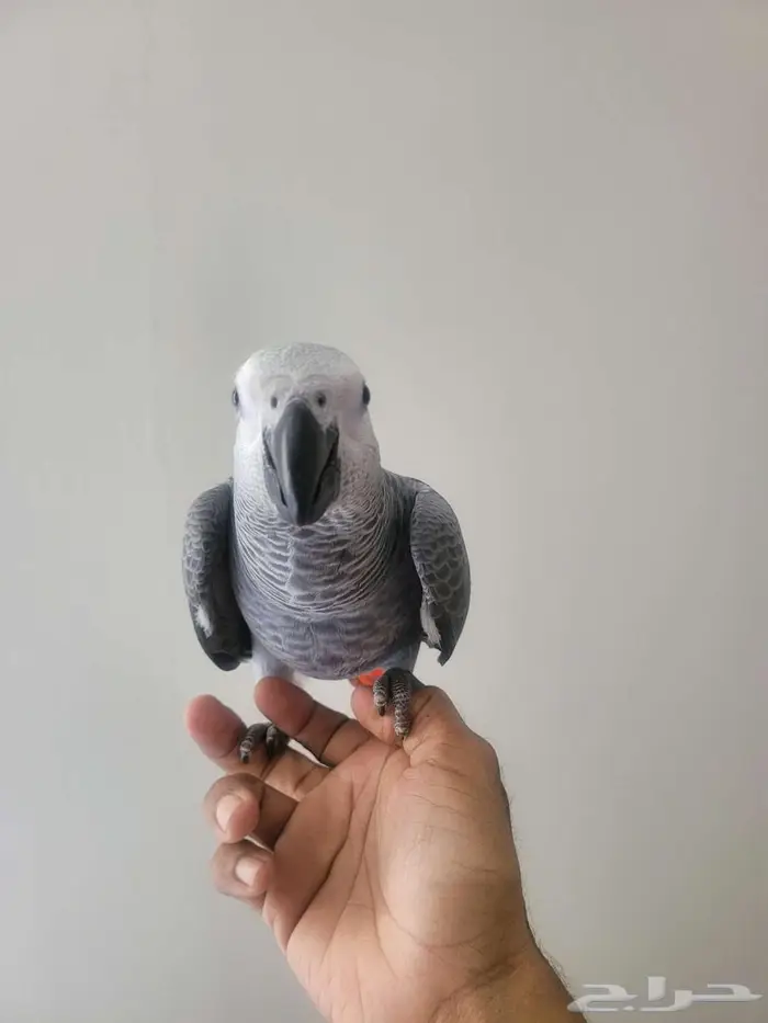 ببغاء كاسكو 1