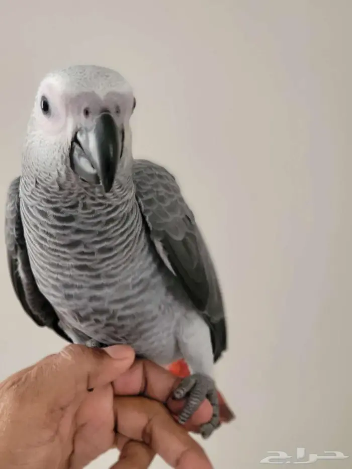 ببغاء كاسكو 2