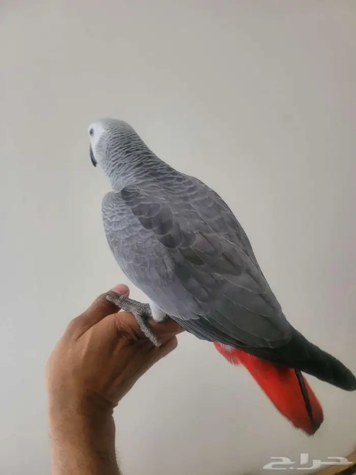 ببغاء كاسكو 4