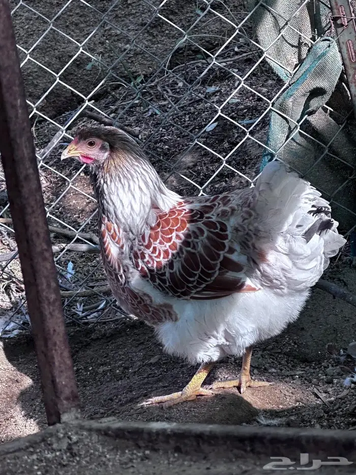 وايندوت احجام وأجمل الالوان 2