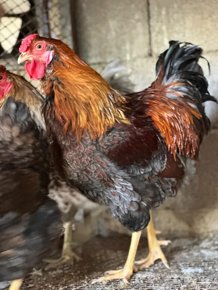 وايندوت احجام وأجمل الالوان 3