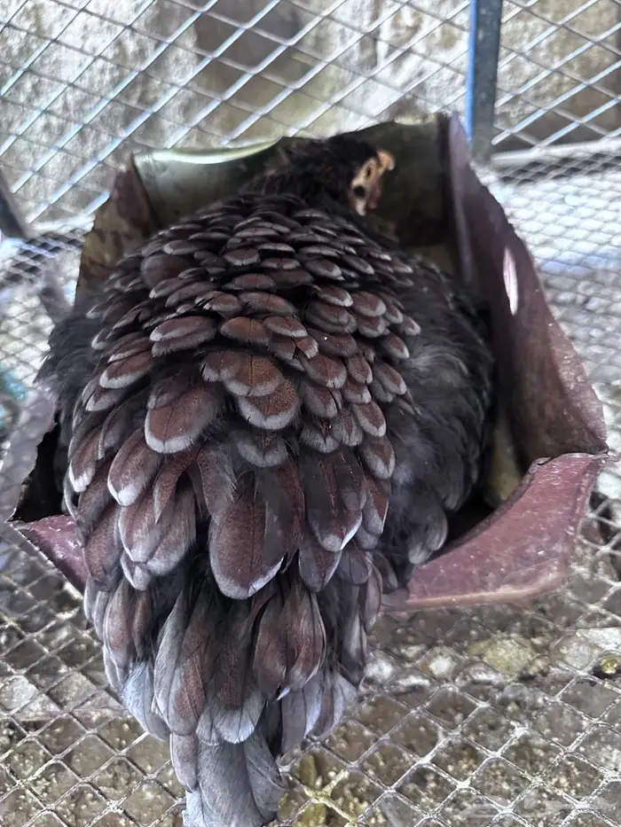 وايندوت احجام وأجمل الالوان 4