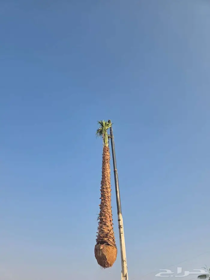 نخل واشنطني زينه للبيع 8